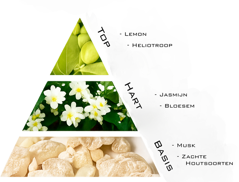 Geurpiramide Antonia Spa: top witte munt en limoen, hart eucalyptus, basis houtachtige ondertonen